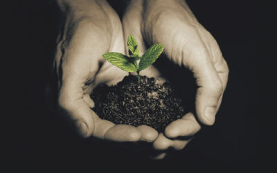 16th July 2023   Pentecost 7   Matthew 13:1-9, 18-23    Of Seeds and Soils