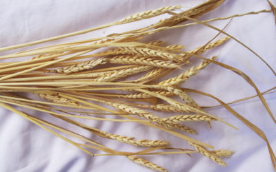 Grain, Seeds, Wheat