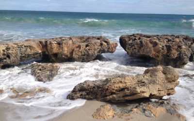 Palm Sunday 14 April – Is 50:4-9a, Ps 118:1-2, 19-29, Phil 2:5-11, Lk 19:28-40