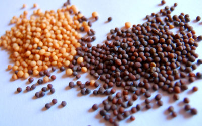 2 October 2022      Pentecost 17         Luke 17:5-6