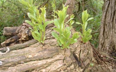 June 20th 2021 Pentecost 4 2 Corinthians 5: 17-6: 13