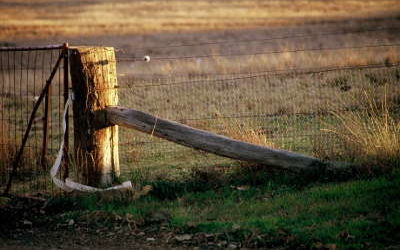 Pentecost 11 – August 16 Exodus 1: 8 – 2: 10 and Matthew 15: (10-20), 21-28