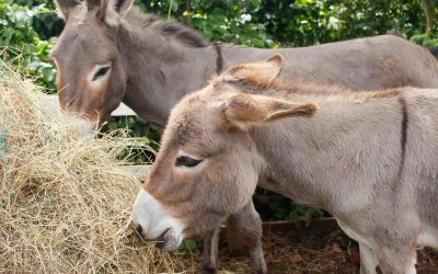 April 2nd 2023  Palm Sunday