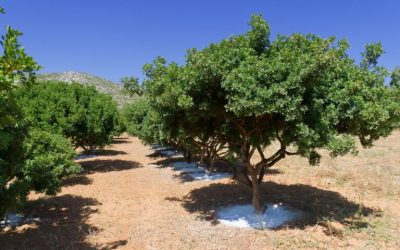 14th September 2025   Pentecost 14   Jeremiah 8:18-9:1