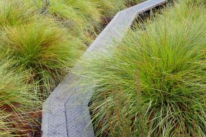 Walkers on boardwalk, Overland Track 2022