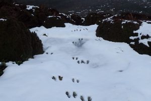 Snowy footprints near Mount Ossa, Overland Track 2022